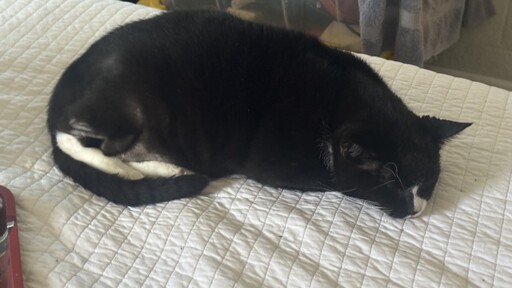 100% real, organic cat