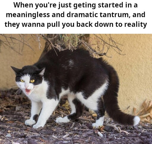 A picture of an adult cat in the hissing position -- feet down, body pulled back, hair straight up and mouth open. Basically my reaction when I'm getting started in a meaningless and dramatic tantrum, just found a bunch of matching emotions to dramatically feel, and logical reasons to build upon! All this, and then these cruel-hearted monsters wanna take you back down to reality.