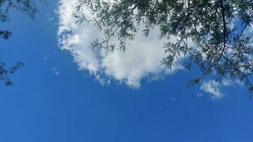 Himmel mit einigen Ästen und dem Rand einer großen Wolke