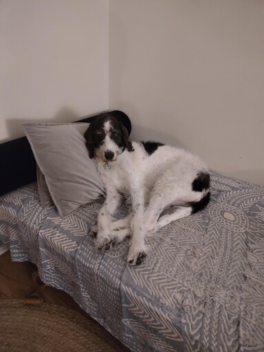 AI could never replicate such an adorable scrungly monster 