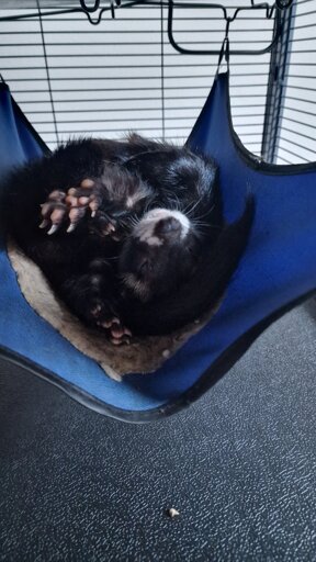 A twisted ferret (literally)