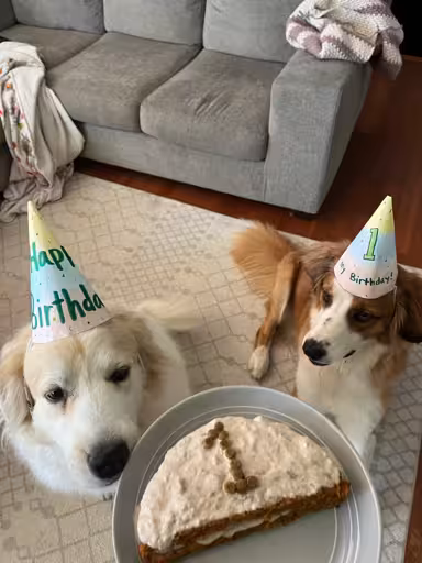 An actual real photo of 2 cute dogs wearing hats for one's 1st birthday party. They're sitting for cake. An actual real photo of 2 cute dogs wearing hats for one's 1st birthday party. They're sitting for cake.