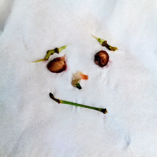A face made from cherry pits