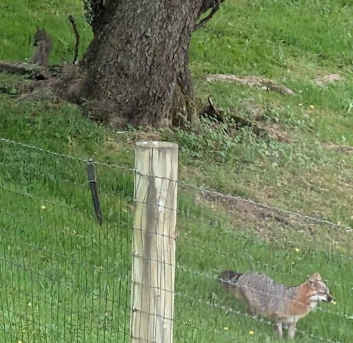 Is this a fox or coyote?
