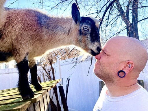 My goat Lemmy givesvme nose kisses sometimes. 